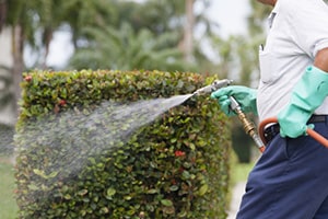 Spraying Pesticide